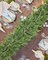 5 ft Greenery Garland – Boston Fern Floral Garland for Door, Mantle & Home Décor, Realistic Lush Artificial Garland for Spring & Summer Farmhouse Style